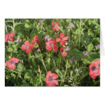 Amapolas Felicitación