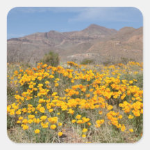 Amapolas Pegatina Cuadradas