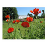 Amapolas rojas en los jardines de Kew Postales