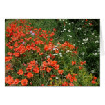 Amapolas Tarjetas