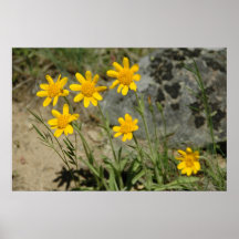Amarillo brillante posters