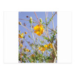 Amarillo de la sol tarjeta postal