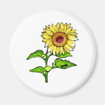 Amarillo del girasol iman de nevera