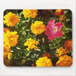 Amarillo, maravillas anaranjadas, flores de la pet alfombrilla de raton