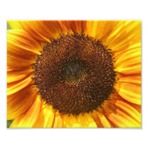 Amarillo, naranja, y primer del girasol de Brown Arte Con Fotos