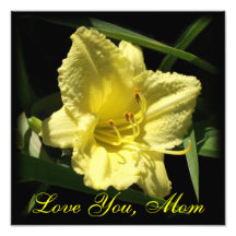 Ámele mamá: Amarillee el Daylily, el día de madre Fotos