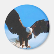American Eagle calvo Imanes Para Frigoríficos