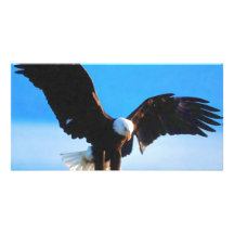 American Eagle calvo Plantilla Para Tarjeta De Foto