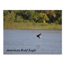 ~ americano Minnesota de Eagle calvo Postal
