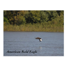 ~ americano Minnesota de Eagle calvo Postales