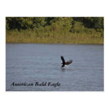 ~ americano Minnesota de Eagle calvo Tarjeta Postal