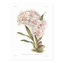 Ami Charles del var del crispum de Odontoglossum Tarjeta Postal