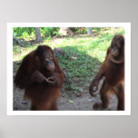 Amigos del animal de la selva tropical posters