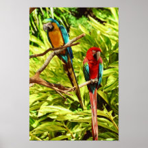 Amigos del loro poster