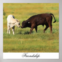 AMISTAD 2 IMPRESIONES