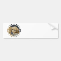 Amo a la pegatina para el parachoques de Goldens Pegatina De Parachoque