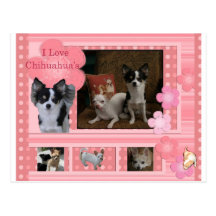 Amo chihuahuas postal