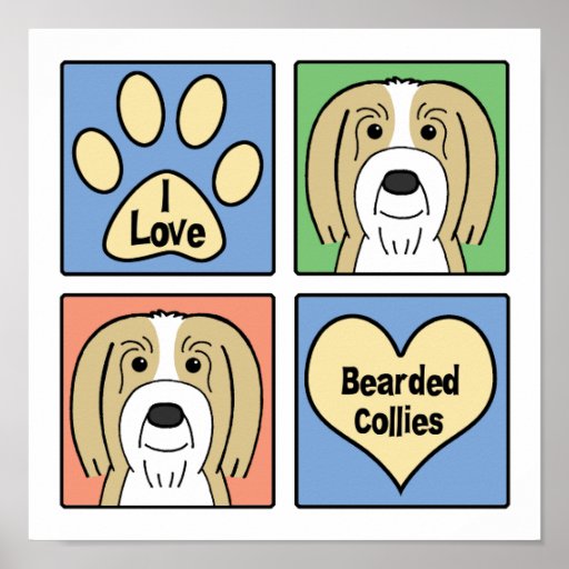 Amo collies barbudos posters