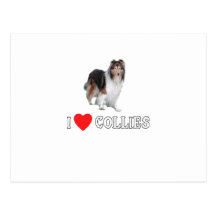 Amo collies tarjeta postal