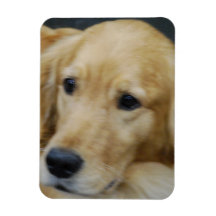 Amo el imán flexible de Goldens