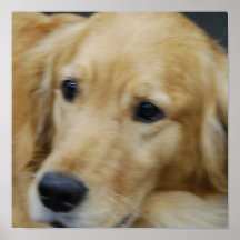 Amo el poster de Goldens