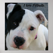 Amo el poster de Pitbulls