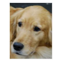 Amo la postal de Goldens