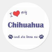 Amo mi chihuahua (el perro femenino) etiqueta