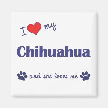 Amo mi chihuahua (el perro femenino) imán para frigorifico