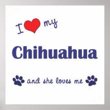 Amo mi chihuahua (el perro femenino) posters