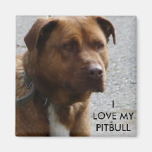 Amo mi imán del refrigerador de Pitbull