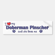 Amo mi PInscher del Doberman (el perro femenino) Pegatina De Parachoque