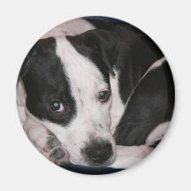 ¡Amo mi pitbull! Imanes Para Frigoríficos