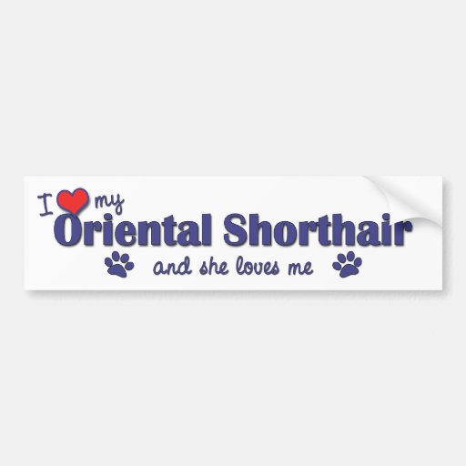 Amo mi Shorthair oriental (el gato femenino) Pegatina De Parachoque