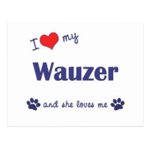 Amo mi Wauzer (el perro femenino) Tarjetas Postales
