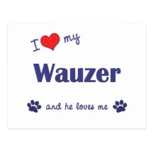 Amo mi Wauzer (el perro masculino) Tarjetas Postales