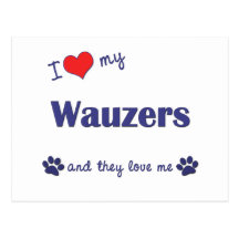 Amo mi Wauzers (los perros múltiples) Tarjeta Postal