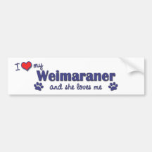 Amo mi Weimaraner (el perro femenino) Pegatina De Parachoque