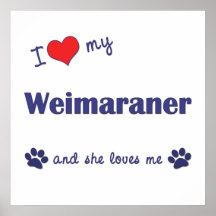 Amo mi Weimaraner (el perro femenino) Poster