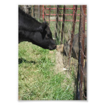 Amor de la granja cojinete