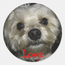 Amor del amor adolescente I mi perro lindo Etiquetas Redondas