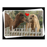 AMOR del camello - NINGUNOS LÍMITES Tarjeta Postal