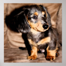 Amor del Dachshund Posters
