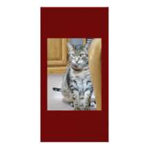 Amor del gato de Tabby Tarjeta Con Foto Personalizada