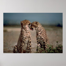 Amor del guepardo impresiones