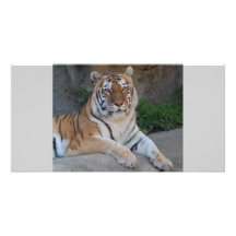 Amor del tigre tarjetas personales