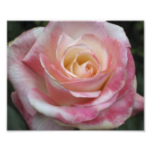 Amor rosado subió impresiones fotográficas