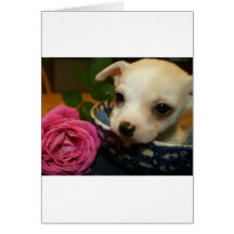 Amor subió chihuahua de la flor tarjetas