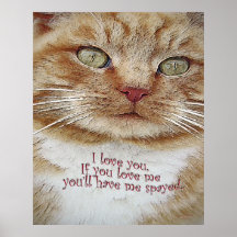 amor usted spay me poster