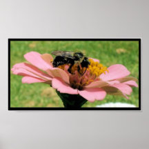 Amor Zinnas de las abejas Posters